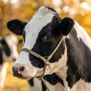 ijtimai Qurbani 2026 Cow Share