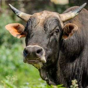 ijtimai Qurbani 2026 Full Cow