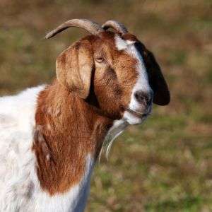 ijtimai Qurbani 2026 Goat